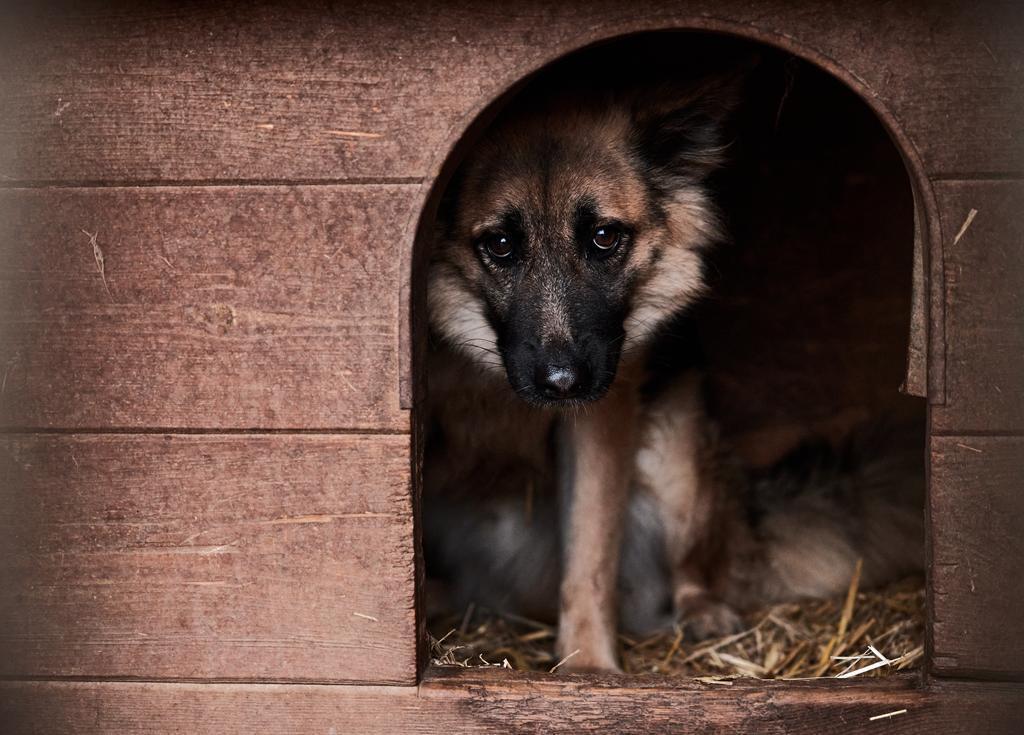 Pieniądze na przeciwdziałanie bezdomności zwierząt przyznane