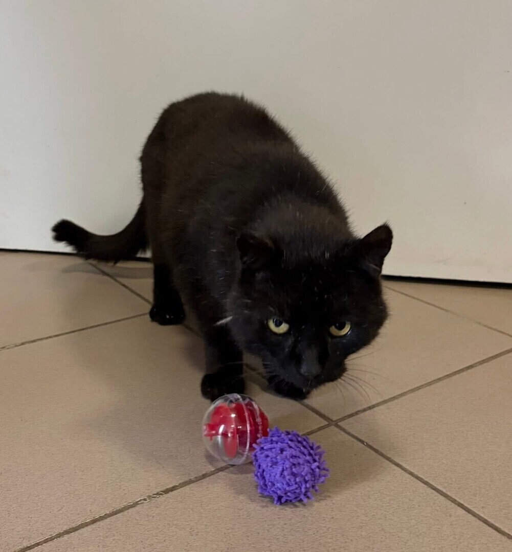 Nie żyje Boni Prezes schroniska który przez lata witał odwiedzających