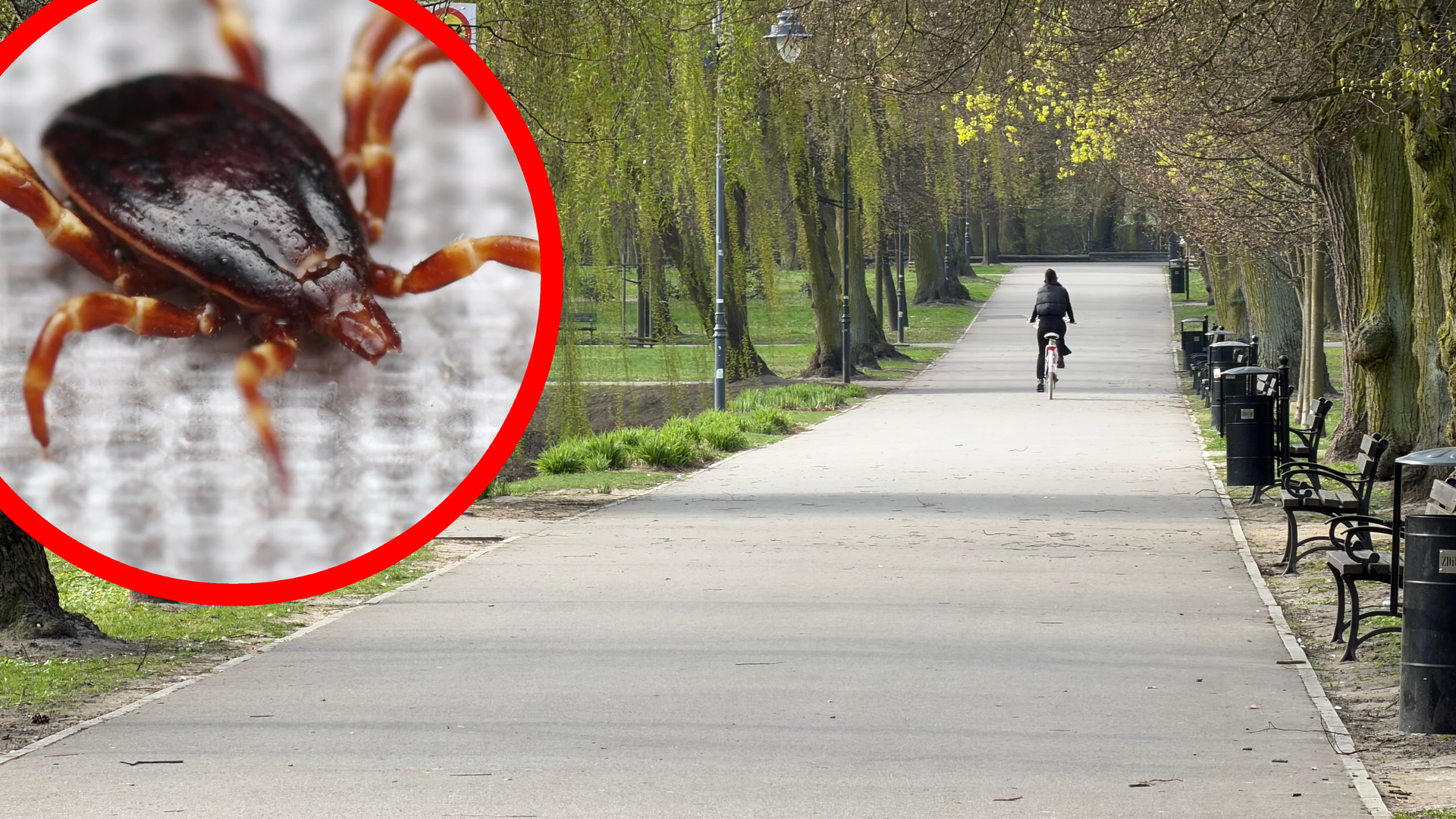 Afrykański kleszcz Hyalomma w Piotrkowie Trybunalskim. W przebadanych osobnikach wykryto patogen gorączki plamistej. Czy są groźne i jakie choroby przenoszą
