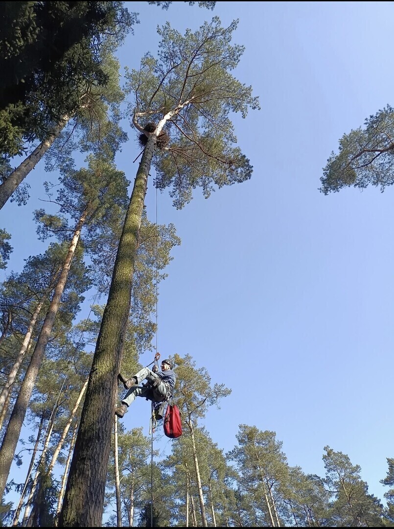 Niezwykła historia z lasów Nadleśnictwa Piotrków. Bieliki i kuna w jednym śpią domu - bieliki na górze a kuna na dole