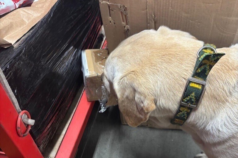 Ares pies służbowy łódzkiej KAS pomógł wytropić ponad 30 tys. zł w przesyłkach kurierskich