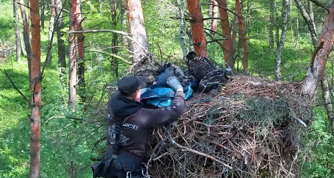 Piotrkowskie bieliki zaobrączkowane Leśne trojaczki rosną jak na drożdżach