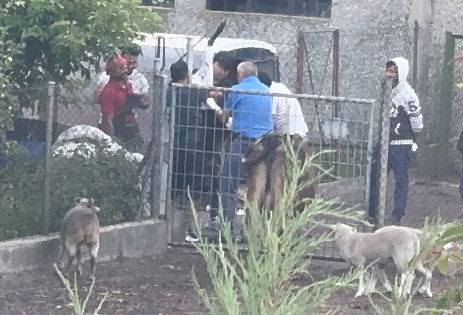 Prokuratura bada sprawę szczątków zwierząt odkrytych na posesji w Piotrkowie