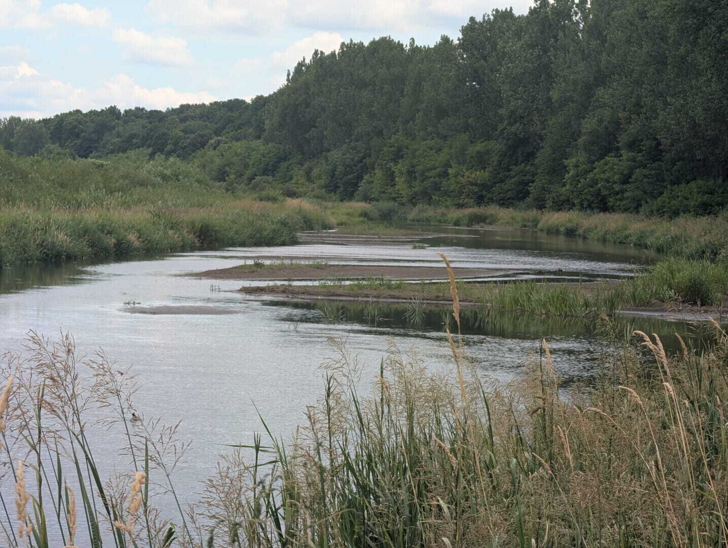 Ekohydrolog susza w centralnej Polsce to efekt wylesiania i budowy terenu