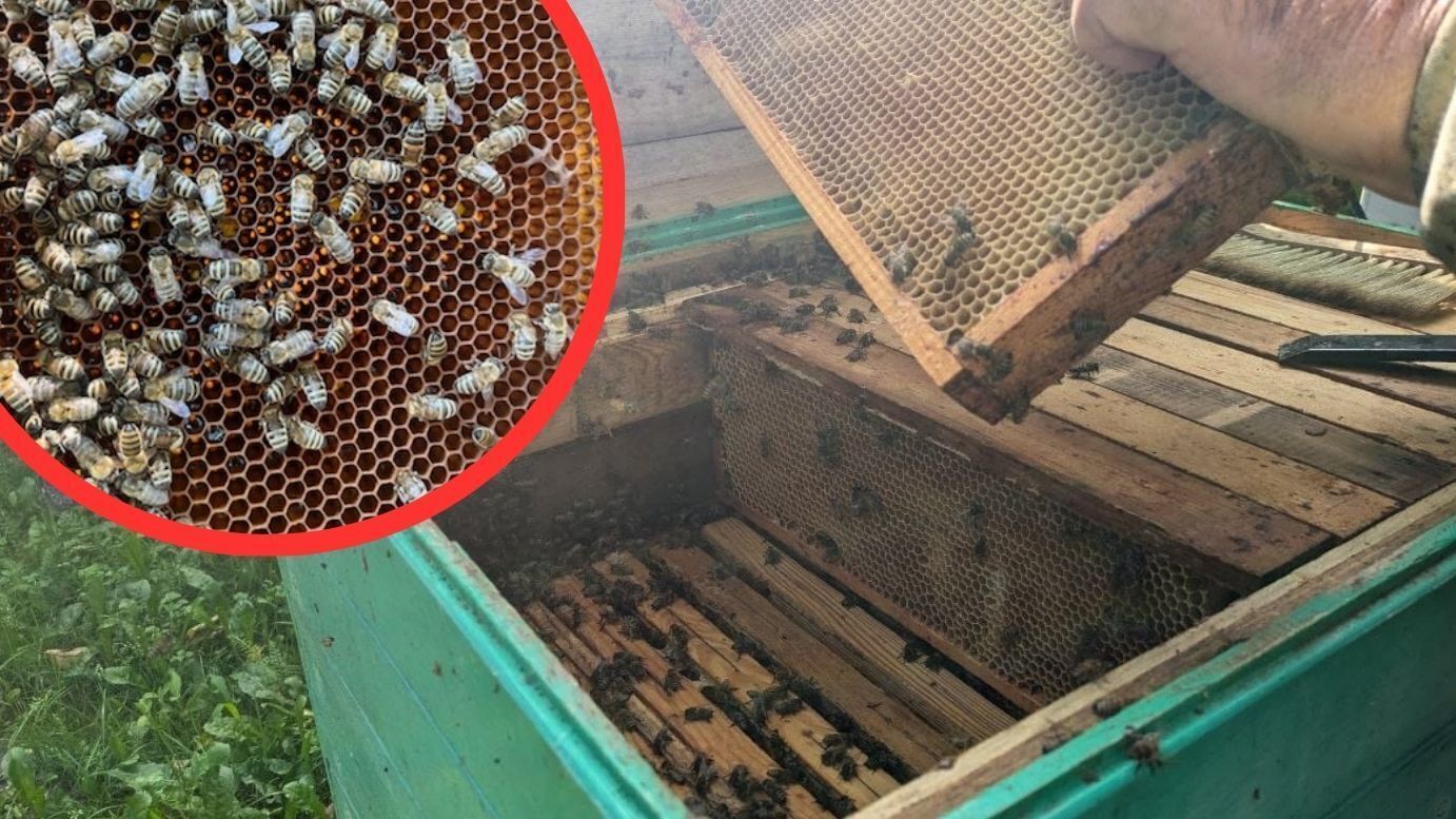Masowe straty w pasiekach Pszczelarze podejrzewają związek z pokarmem producent odrzuca zarzuty