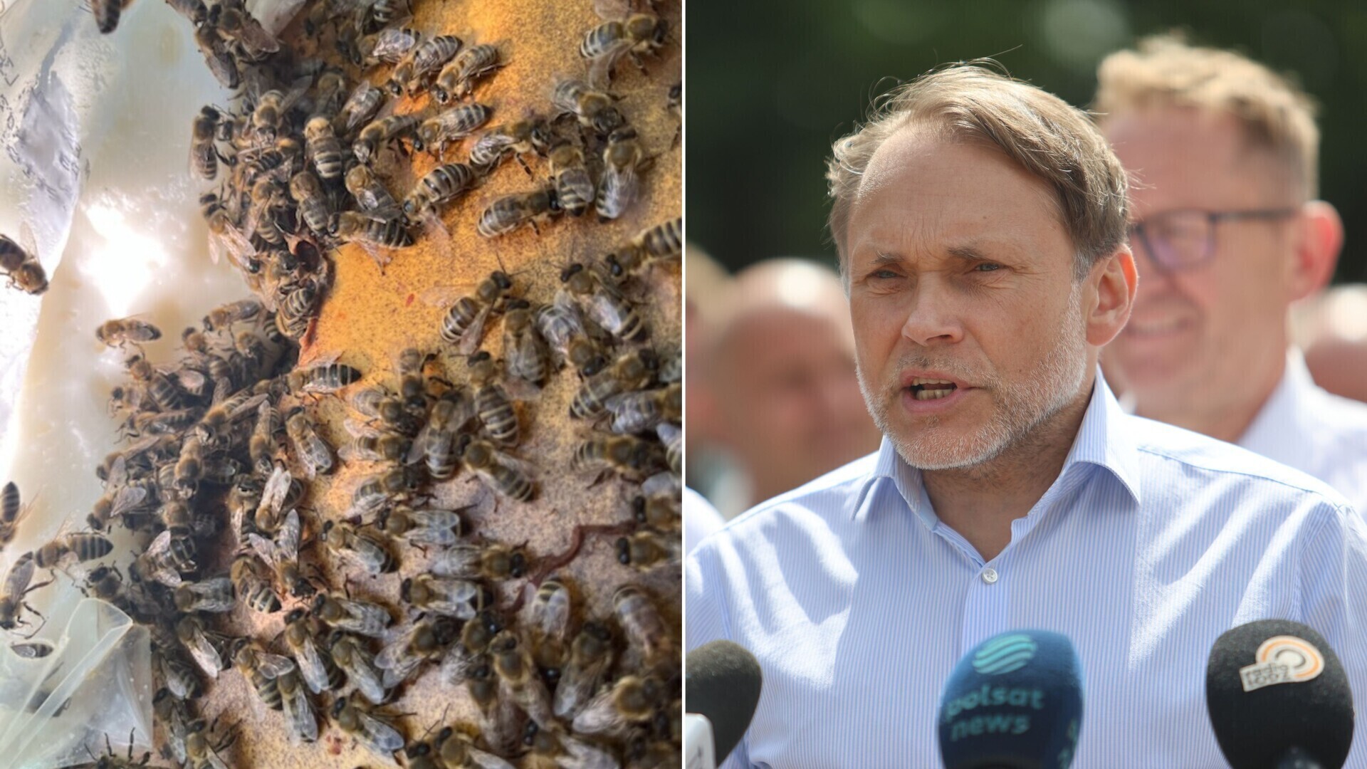 Straty pszczół w Łódzkiem. Poseł Grzegorz Lorek chce pomocy dla pszczelarzy