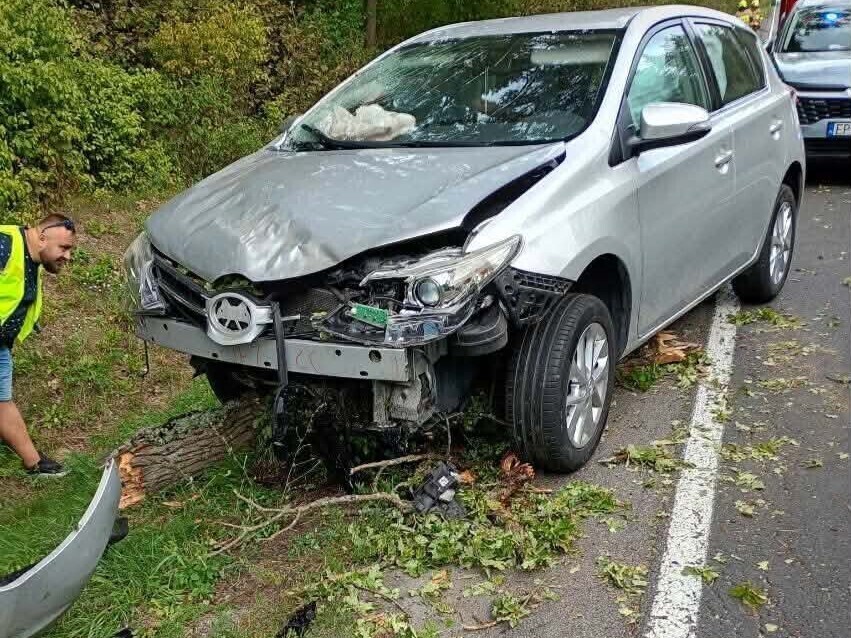 Na jadący samochód osobowy spadło drzewo. Nietypowe zdarzenie na drodze krajowej nr 74