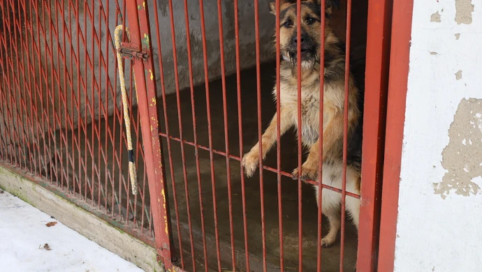 Sprawdziliśmy, w jakich warunkach naprawdę żyją zwierzęta w piotrkowskim schronisku 