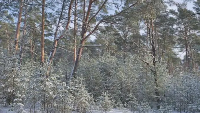 Będą dwa nowe rezerwaty w Nadleśnictwie Piotrków