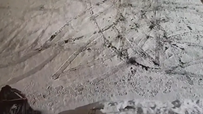 Wyrzucił do kontenera pięć kociąt