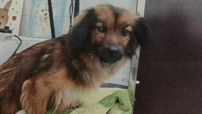 „Porzucona na mrozie, skazana na cierpienie”. Dramat niepełnosprawnej suczki w Piotrkowie