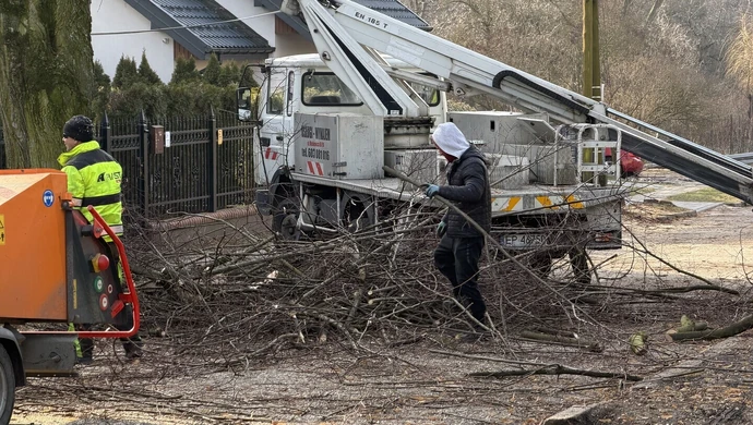 Ponad 100-letnie lipy znikają z Kwiatowej. Mieszkańcy są załamani 
