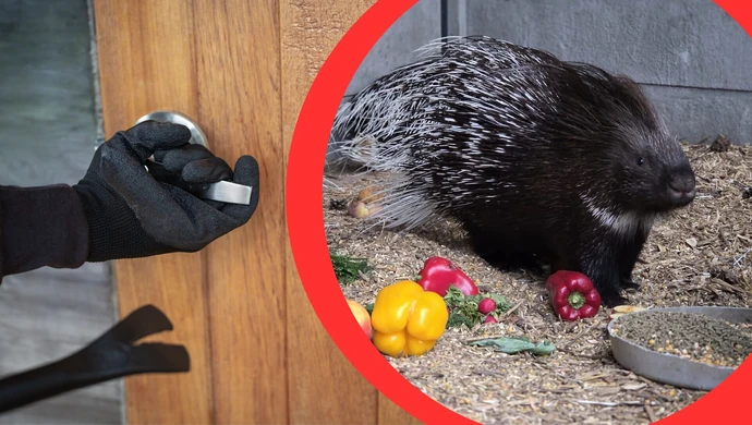 Kradzież okazała się ucieczką. Jeżozwierze na gigancie