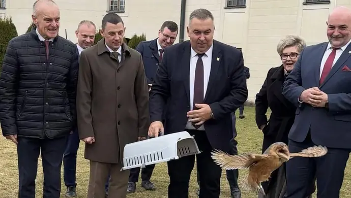 Sowy wróciły na Podklasztorze. Symboliczny powrót płomykówek do Sulejowa