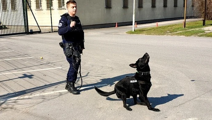 Hades, nowy czworonożny policjant w piotrkowskiej komendzie