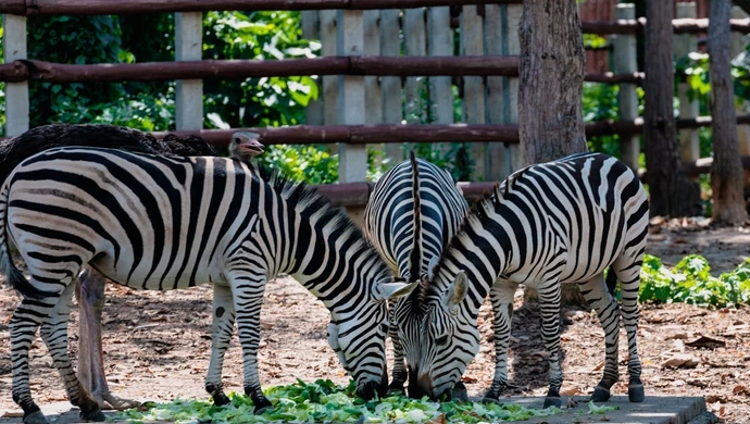 Mini ZOO w Łodzi — poradnik dla rodziców i dzieci