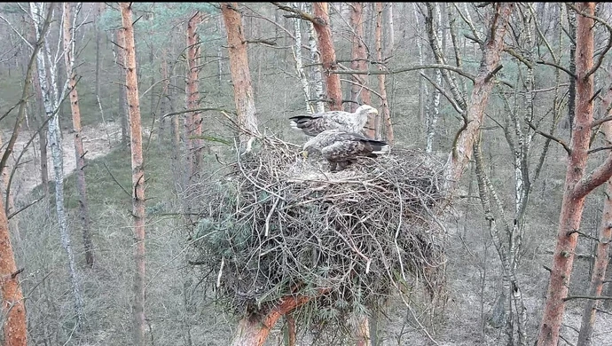 Niezwykła historia z lasów Nadleśnictwa Piotrków. Bieliki i  kuna jednym śpią domu- bieliki na górze a kuna na dole. 