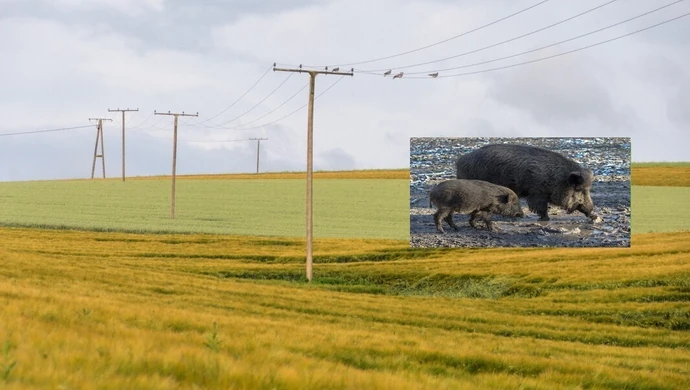 Myśliwi wspierają rolników w ochronie upraw 