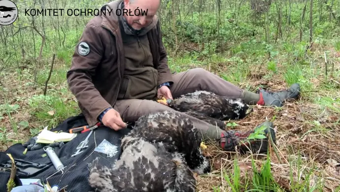 Piotrkowskie bieliki zaobrączkowane! Leśne trojaczki rosną jak na drożdżach