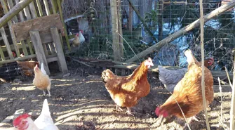 Czym karmić kury i drób zimą? Zimowe żywienie dla zdrowia i wysokiej nieśności