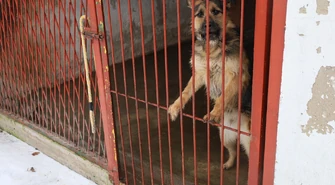 Sprawdziliśmy, w jakich warunkach naprawdę żyją zwierzęta w piotrkowskim schronisku 