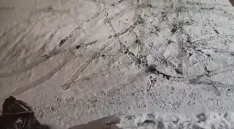 Wyrzucił do kontenera pięć kociąt