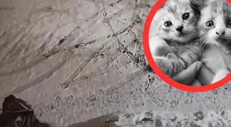 Wyrzucił do kontenera pięć kociąt