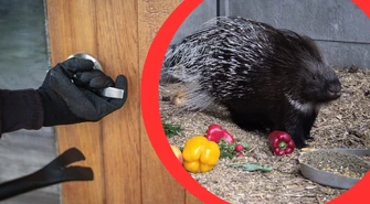Kradzież okazała się ucieczką. Jeżozwierze na gigancie