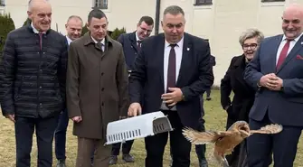 Płomykówki wróciły na wolność. Wyjątkowe wypuszczenie sów w Sulejowie