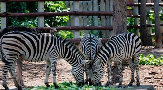 Mini ZOO w Łodzi — poradnik dla rodziców i dzieci