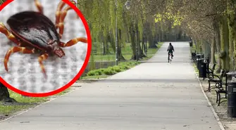 Afrykański kleszcz Hyalomma w Piotrkowie Trybunalskim. W przebadanych osobnikach wykryto patogen gorączki plamistej. Czy są groźne i jakie choroby przenoszą?