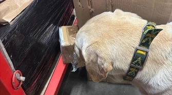 Ares, pies służbowy łódzkiej KAS, pomógł wytropić ponad 30 tys. zł w przesyłkach kurierskich