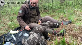 Piotrkowskie bieliki zaobrączkowane! Leśne trojaczki rosną jak na drożdżach