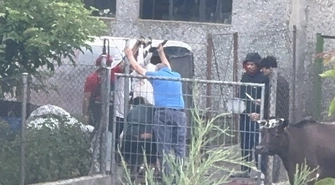 Szczątki rytualnie zabijanych zwierząt zostały zakopane na działce w Piotrkowie