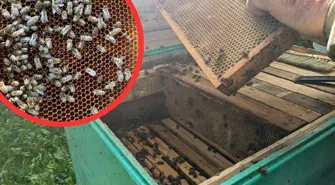 Masowe straty w pasiekach? Pszczelarze podejrzewają związek z pokarmem, producent odrzuca zarzuty