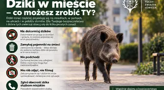 Dziki coraz częściej w miastach. PZŁ apeluje o ostrożność