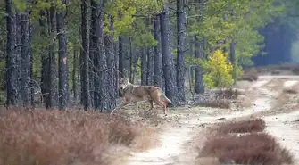 Wilki znów widziane w powiecie piotrkowskim. Tym razem w okolicach Sulejowa