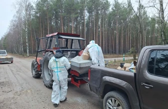 Akcja leśników w powiecie piotrkowskim zapory zapachowe i drony w walce z ASF