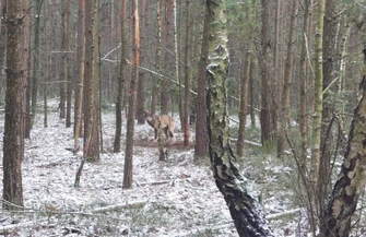 Wilk ciężko ranny przez nielegalne wnyki. Trwa walka o uratowanie łapy