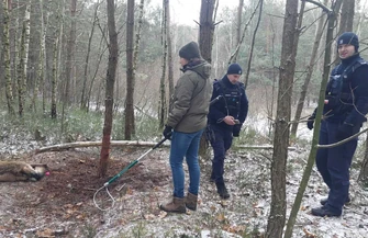 Wilk ciężko ranny przez nielegalne wnyki. Trwa walka o uratowanie łapy
