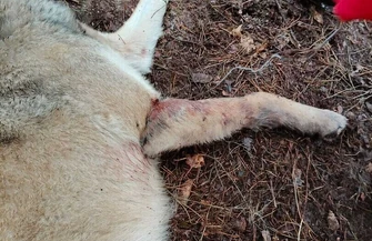 Wilk ciężko ranny przez nielegalne wnyki. Trwa walka o uratowanie łapy