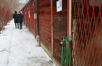 Sprawdziliśmy w jakich warunkach naprawdę żyją zwierzęta w piotrkowskim schronisku