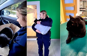 Policjanci z Sulejowa uratowali potrąconego kota 
