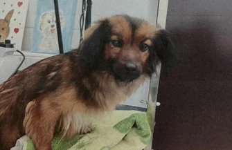 „Porzucona na mrozie, skazana na cierpienie”. Dramat niepełnosprawnej suczki w Piotrkowie