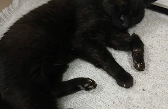 Nie żyje Boni Prezes schroniska który przez lata witał odwiedzających