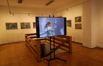 Świat natury zatrzymany na zawsze. Fotografie Dariusza Ratajczyka na wyjątkowej wystawie