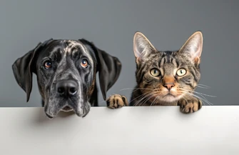 Darmowa kastracja, szczepienia i czipowanie zwierząt 