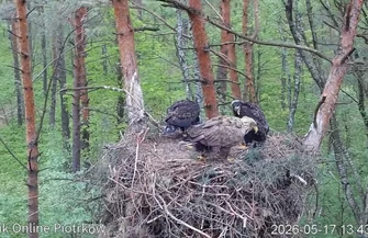 Piotrkowskie bieliki zaobrączkowane Leśne trojaczki rosną jak na drożdżach