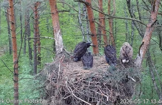 Piotrkowskie bieliki zaobrączkowane Leśne trojaczki rosną jak na drożdżach
