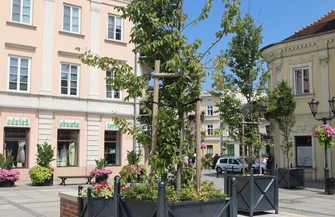 Piotrków walczy z betonozą Mieszkańcy chcą więcej drzew miasto pokazuje swoje działania